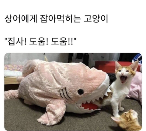 집사야~ | 인스티즈