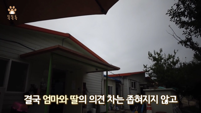 아무도 찾지 않는 믹스견 이야기 | 인스티즈