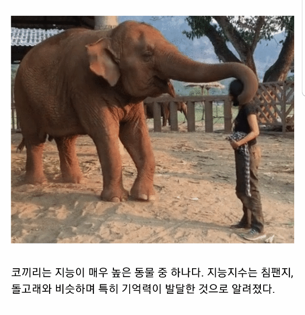 코끼리는 인간을 귀여운 강아지라고 생각한다...gif | 인스티즈