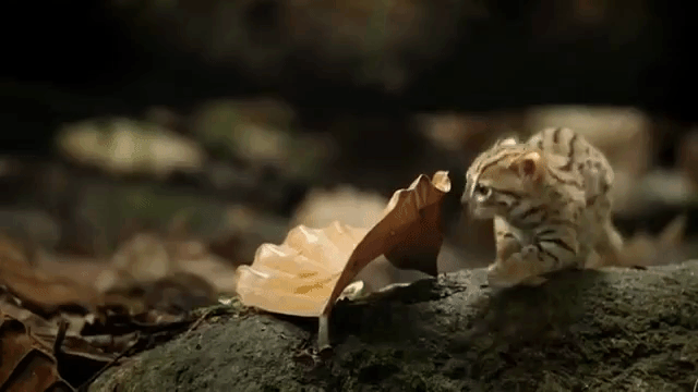 세상에서 가장 작은 고양이과 동물....gif | 인스티즈