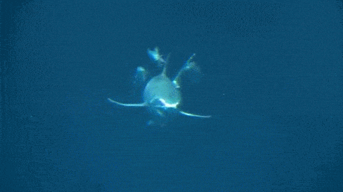 수족관에 백상아리가 없는 이유 | 인스티즈