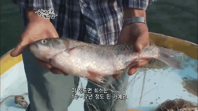 한국인의 밥상 옥천 민물고기 밥상편 | 인스티즈