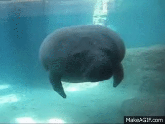 아마존강에서 볼 수 있는 소물고기.jpgif | 인스티즈