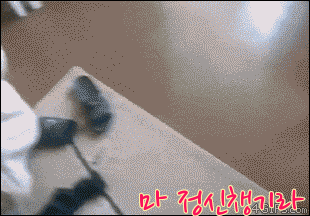 핏불vs늑대🐶🐺 | 인스티즈