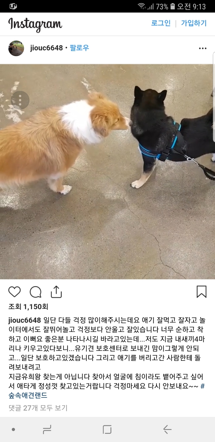 애견카페에 유기당한 개