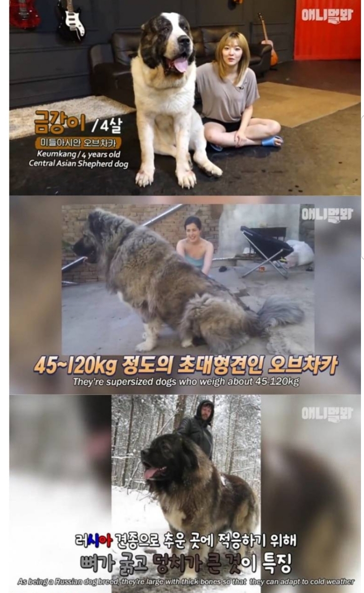 키 2미터 몸무게 120kg 강아지 금강이.jpg | 인스티즈