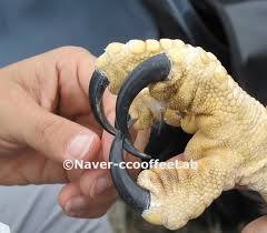 성인 남성 주먹과 비교해본 독수리 발톱 크기 | 인스티즈