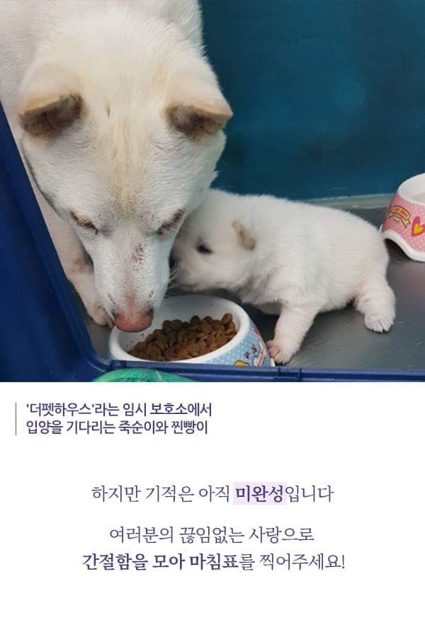 칼에 찔렸던 유기견 죽순이에게 일어난 기적 | 인스티즈