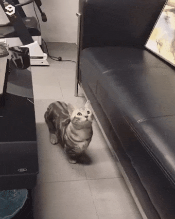 파리 잡을때 우리 모습.gif | 인스티즈