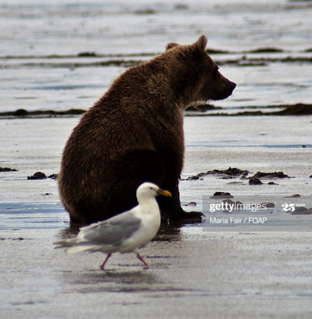 곰 주위에 새가 많은 이유 | 인스티즈
