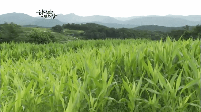 한국인의 밥상 함양 갈비편 | 인스티즈