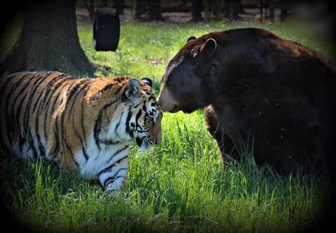 친구가 죽어서 슬픈 곰 | 인스티즈