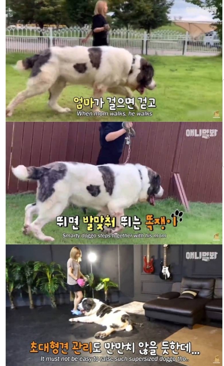 키 2미터 몸무게 120kg 강아지 금강이.jpg | 인스티즈
