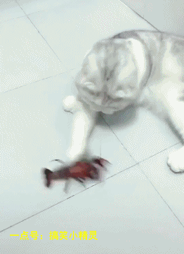 까불다 탭치는 냥gif | 인스티즈