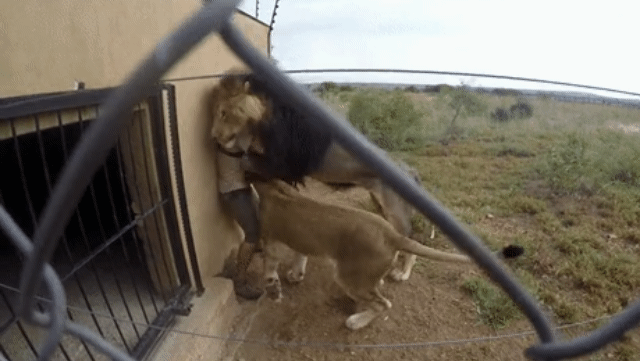 눈앞에서 사자를 볼 때.gif | 인스티즈