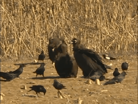 독수리 체감짤 . 그리고~ | 인스티즈