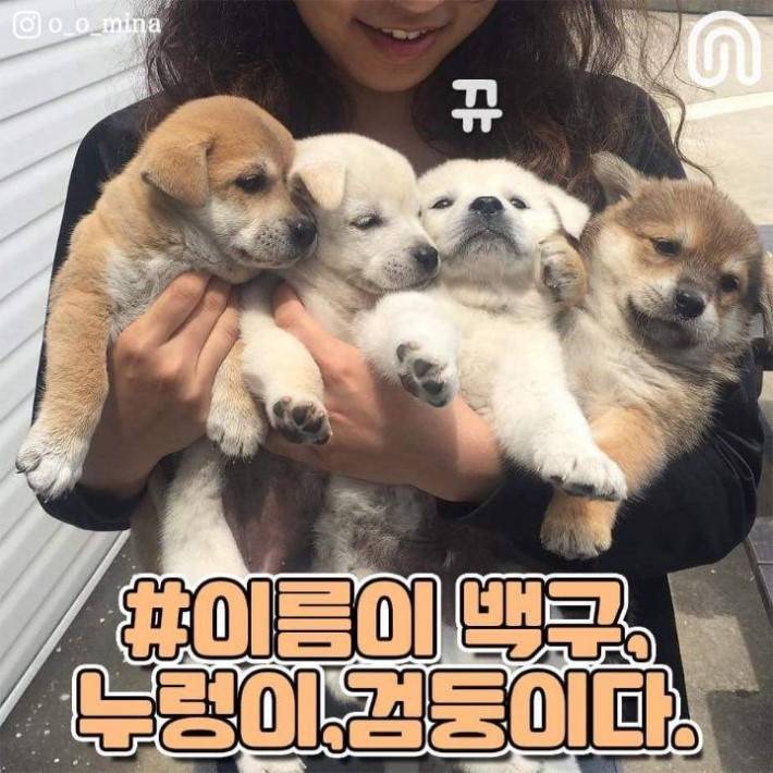 시골 강아지들의 특징.jpg | 인스티즈