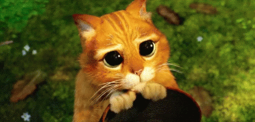 장화 신은 고양이 목욕 시키기.gif | 인스티즈