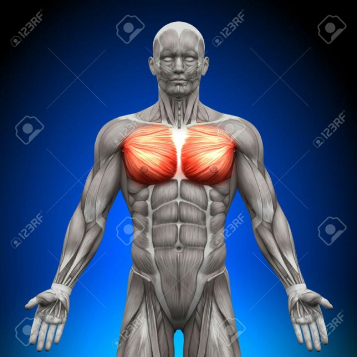 가장 멋지다고 생각하는 근육은? | 인스티즈