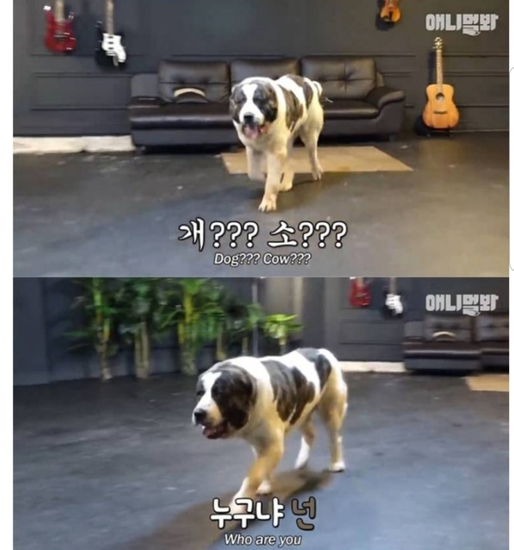 키 2미터 몸무게 120kg 강아지 금강이.jpg | 인스티즈
