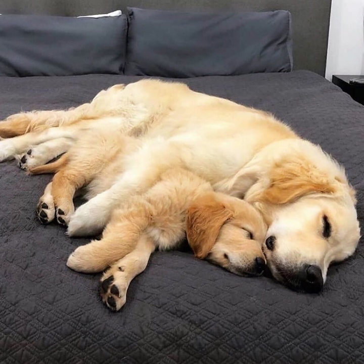 "골든 리트리버" 강아지(사진많음. 데이터주의) | 인스티즈