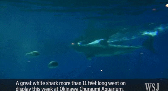 수족관에 백상아리가 없는 이유 | 인스티즈