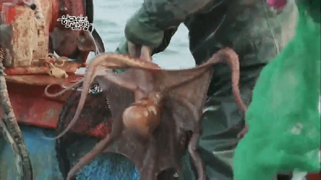 한국인의 밥상 울진 문어편 | 인스티즈