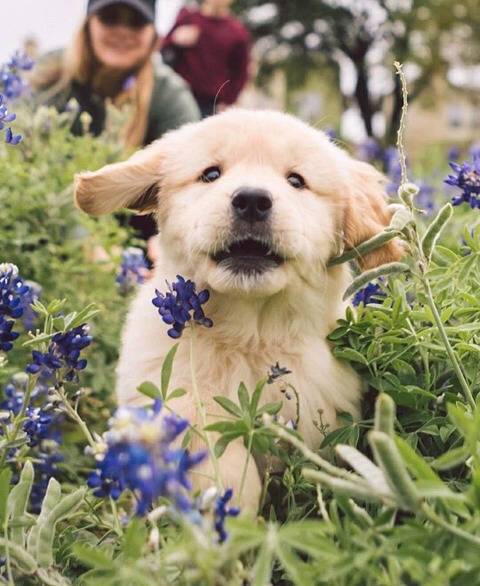 귀여운 아기 리트리버들 | 인스티즈