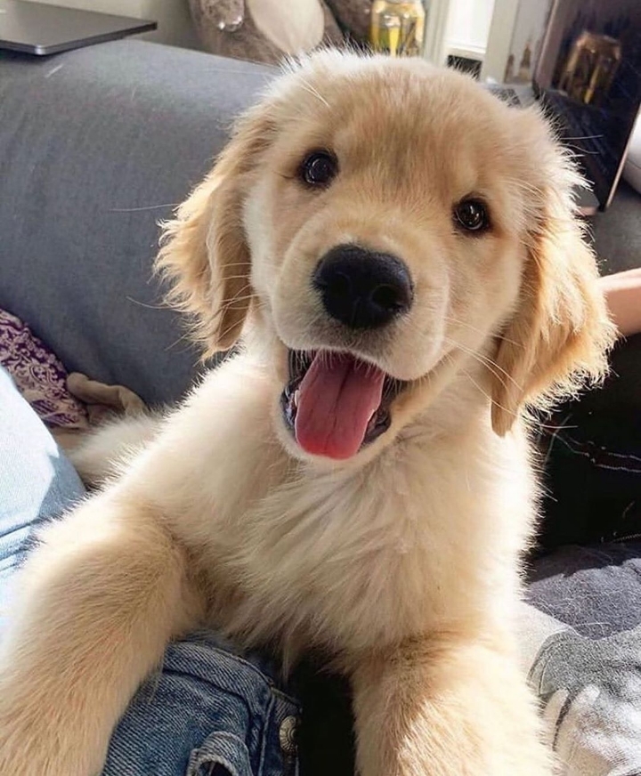 "골든 리트리버" 강아지(사진많음. 데이터주의) | 인스티즈