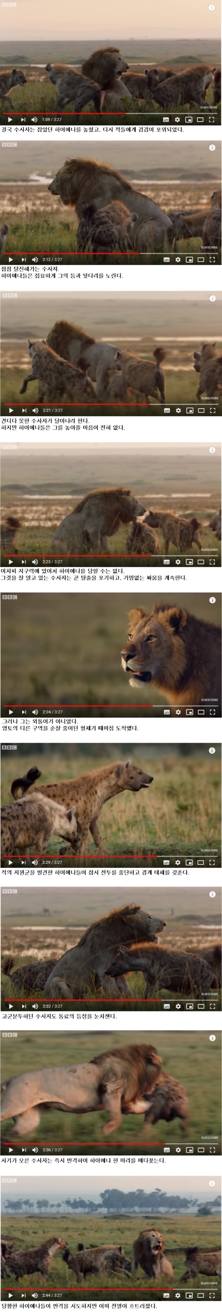 하이에나 무리에 포위된 수사자 | 인스티즈