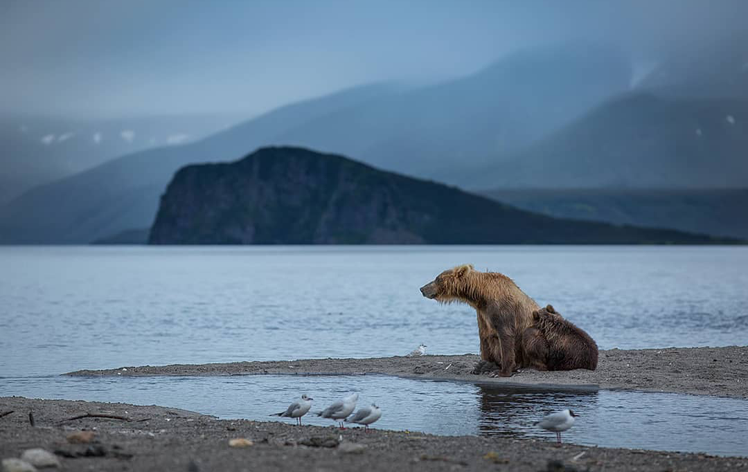 곰 주위에 새가 많은 이유 | 인스티즈