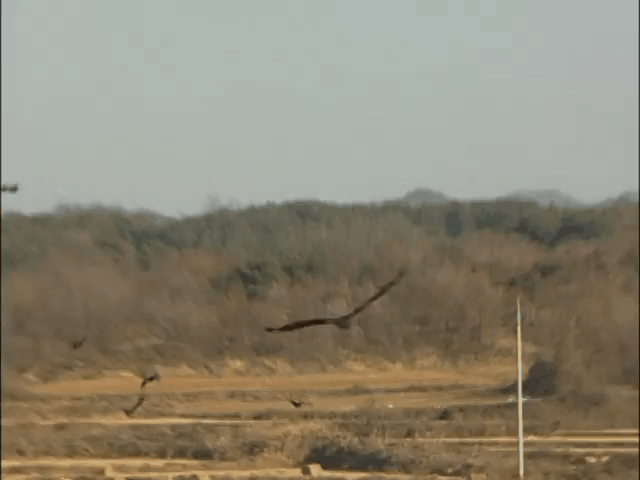 독수리 체감짤 . 그리고~ | 인스티즈