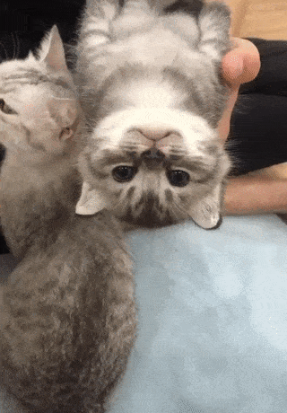 얌전한 새끼냥이.gif | 인스티즈