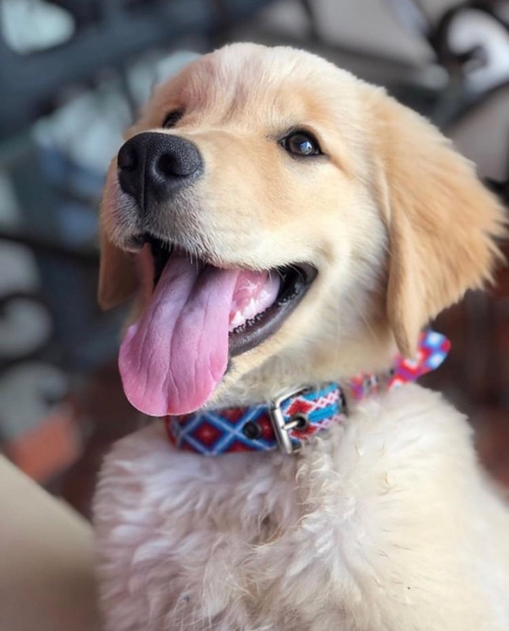 "골든 리트리버" 강아지(사진많음. 데이터주의) | 인스티즈