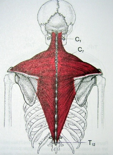가장 멋지다고 생각하는 근육은? | 인스티즈