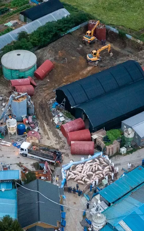 하늘에서 내려다본 파주 돼지 살처분 현장 | 인스티즈