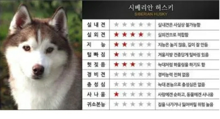 대형견들의 장단점.JPG | 인스티즈