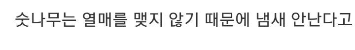 1400년 된 중국의 은행나무.jpg | 인스티즈