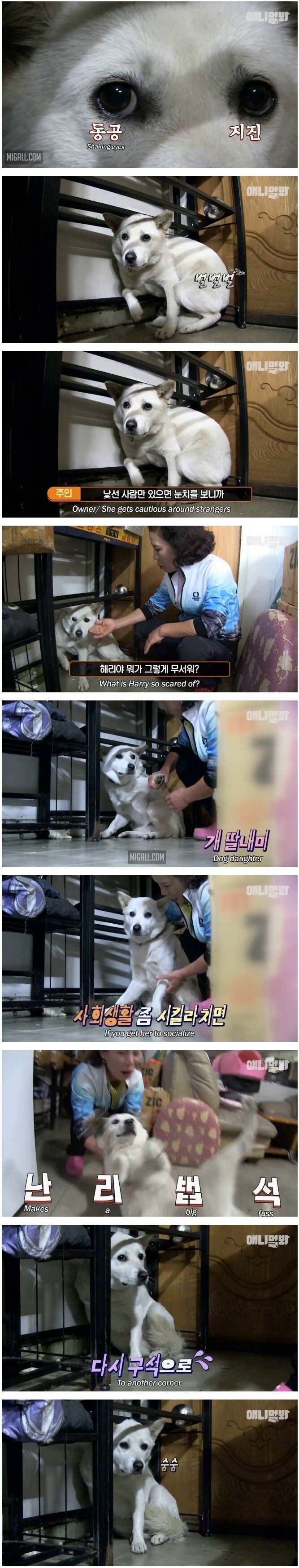 스압) 단 두 사람이 세상의 전부인 백구.jpg | 인스티즈