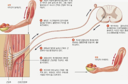 실전압축근육에 대한 진실..JPG | 인스티즈