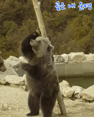 항상 붙어다니는 쌍둥이 | 인스티즈