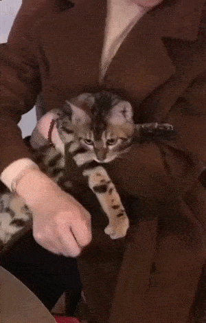 귀여움 주의 (고양이 주의) | 인스티즈