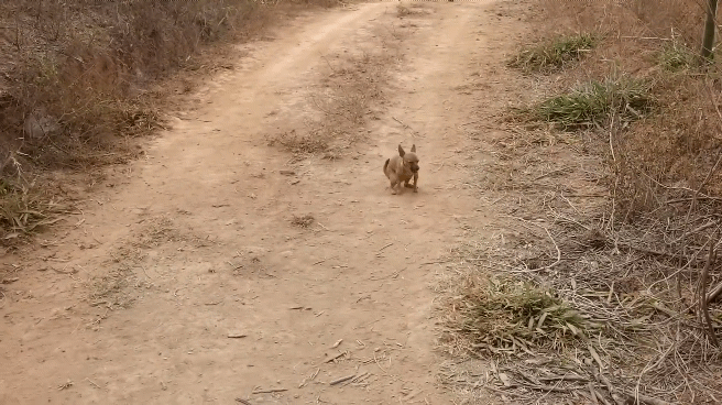 개5 vs 도마뱀1 싸움 | 인스티즈