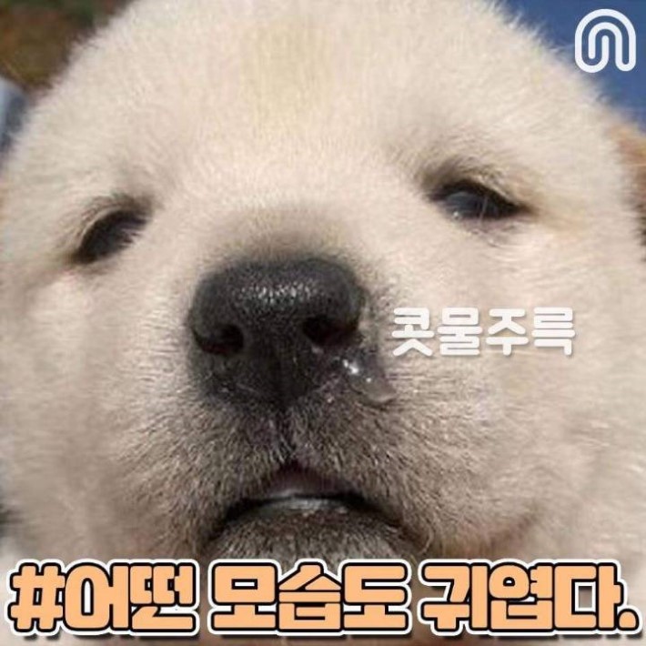 시골 강아지들의 특징.jpg | 인스티즈