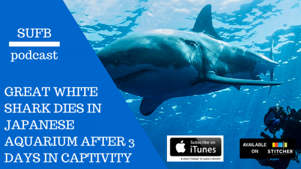 수족관에 백상아리가 없는 이유 | 인스티즈