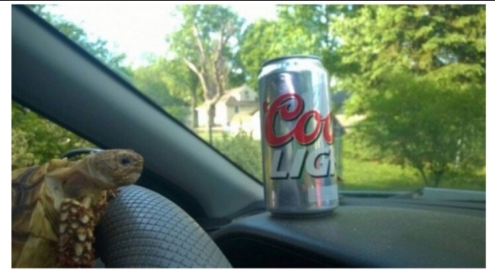 여행 가는 동안 남자 친구한테 맡긴 거북이.jpg | 인스티즈