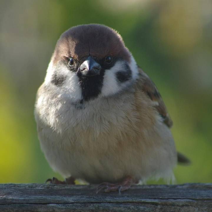 참새 정면 얼굴.jpg | 인스티즈