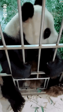 사육사가 혼내키자 삐쳐서 등돌리고 앉은 곰돌이 | 인스티즈