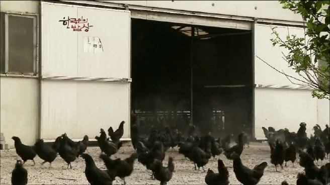 한국인의 밥상 삼계탕편 | 인스티즈