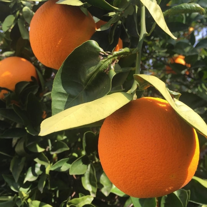 스압) 4년간 한 가게 앞에 놓인 700마리의 생닭.jpg | 인스티즈